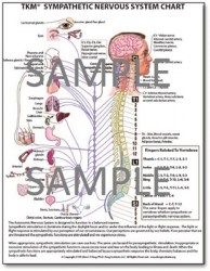 ans-sym-chart-sample