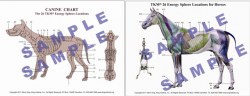 horse_dog_chart